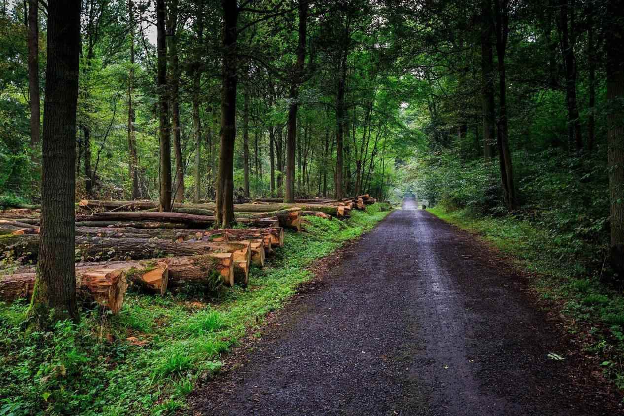 联合国森林论坛批准印尼可持续森林管理行动巩固FoLU净汇2030目标