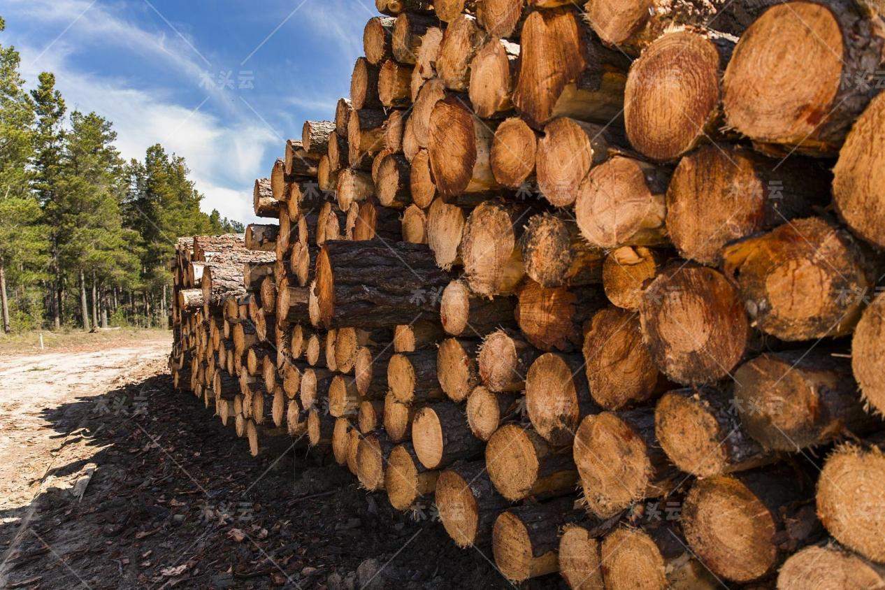 印度木业协会寻求改变政策以释放农林部门的潜力