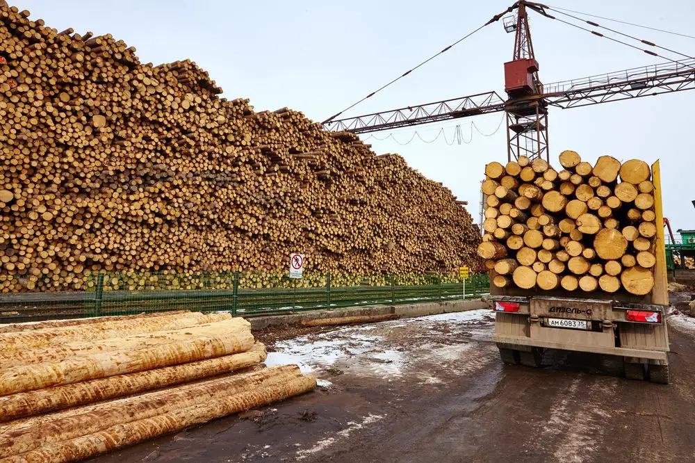 国内木材市场批发在哪里?