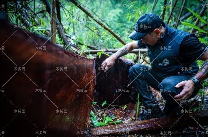 国际刑警组织与泰国警方合作打击非法木材贸易行为