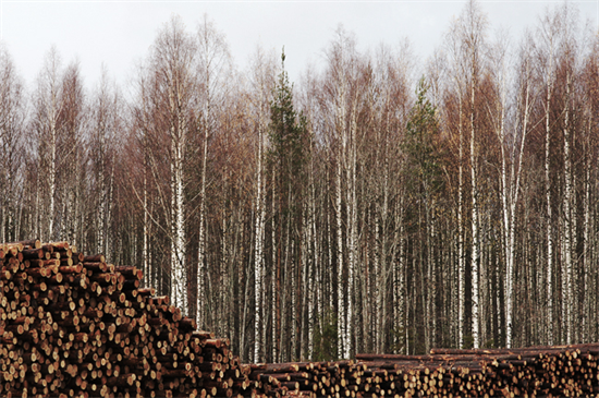 俄罗斯联邦区发现一起木材走私到中国案件，价值13亿卢布